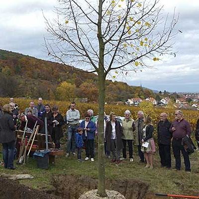 151107_freiheitsbaum_600x400